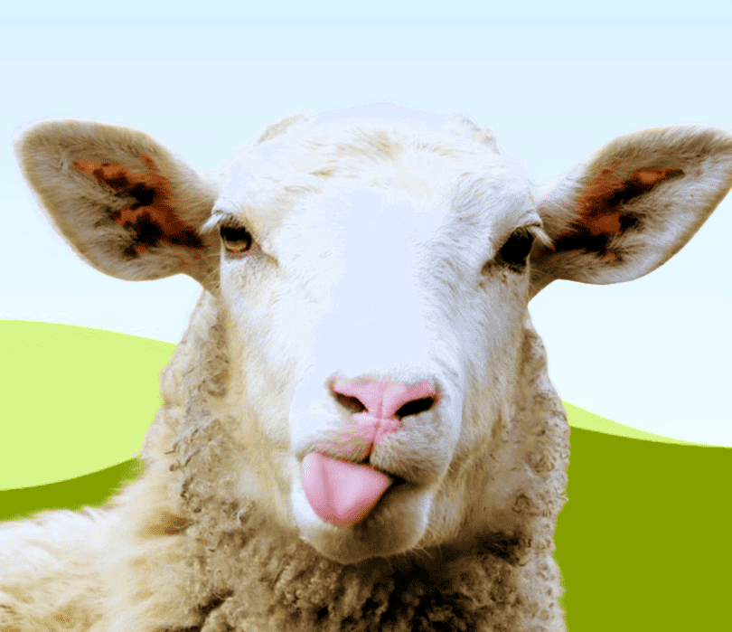 Τι θα απογίνουμε χωρίς φέτα;